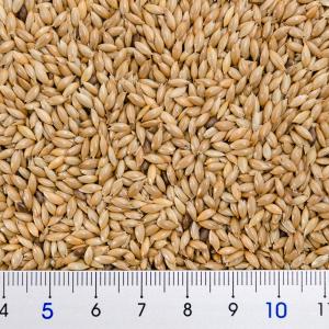 クオリス カナリヤシード 800g 鳥 フード...の詳細画像2