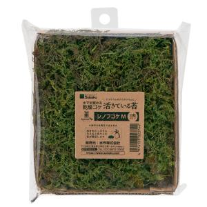 水作　活きているコケ　シノブゴケ　Ｍ　日陰タイプ