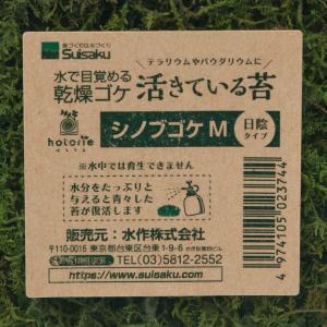 水作 活きているコケ シノブゴケ M 日陰タイプの詳細画像1