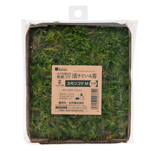 水作　活きているコケ　カモジゴケ　Ｍ　半日陰タイプ