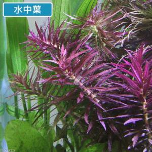 (水草)ニューオランダプラント(水上葉)(無農...の詳細画像1