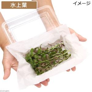 (水草)ニューオランダプラント(水上葉)(無農...の詳細画像2