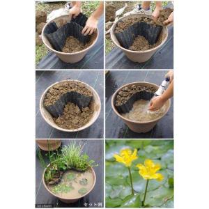 (ビオトープ)水生植物 ビオトープレイアウトセ...の詳細画像2