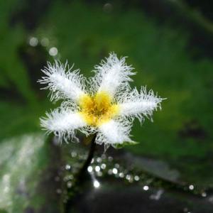 (ビオトープ)水生植物 ビオトープレイアウトセ...の詳細画像1