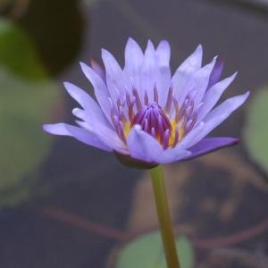 (ビオトープ)睡蓮 熱帯性スイレン(青) オー...の詳細画像1
