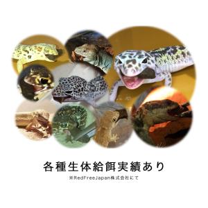 RepFeedJapan LeopaFeed ...の詳細画像3