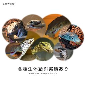 RepFeedJapan MonitorFee...の詳細画像3