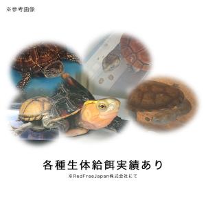 RepFeedJapan TurtleFeed...の詳細画像3