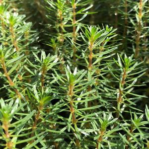 （水草）ロタラｓｐ．カンボジア産（水上葉）（無農薬）（１０本）