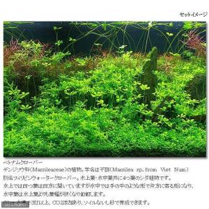 (水草)ベトナムクローバー(水上葉)(無農薬)...の詳細画像2