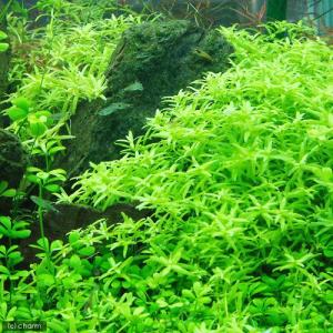 (水草)グリーンロタラ(水中葉)(無農薬)(10本)の商品画像