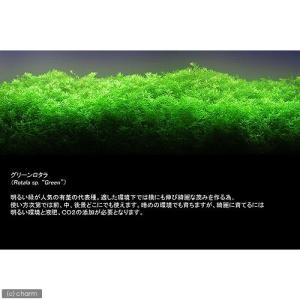 (水草)グリーンロタラ(水中葉)(無農薬)(10本)の詳細画像1