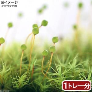 （観葉植物）苔　半トレー　タマゴケ　トレー１枚分　３６×２７ｃｍ｜chanet