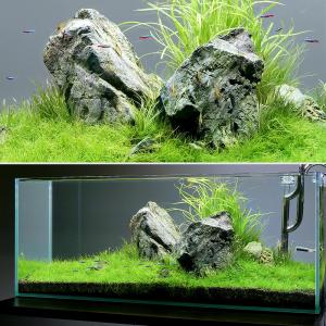 水草の草原レイアウトセット 90cmスリム水槽用 水草と石セット 本州四国限定
