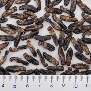 コオロギ 乾燥イエコオロギ ML 50g 爬虫...の詳細画像1
