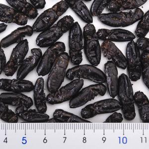 コオロギ 乾燥クロコオロギ メガL 50g 爬...の詳細画像1