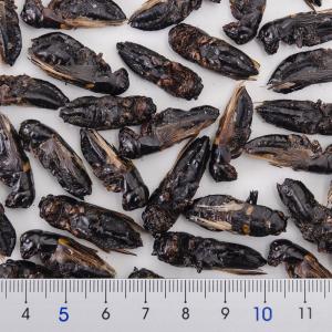 コオロギ 乾燥クロコオロギ 成虫 50g 爬虫...の詳細画像1