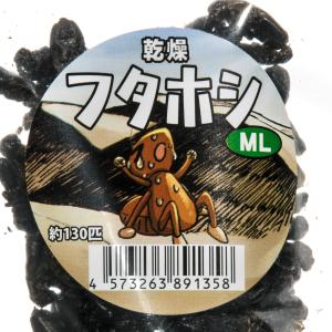 コオロギ 乾燥フタホシコオロギ ML 15g ...の詳細画像2