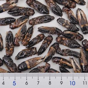 コオロギ 乾燥フタホシコオロギ 成虫 50g ...の詳細画像1