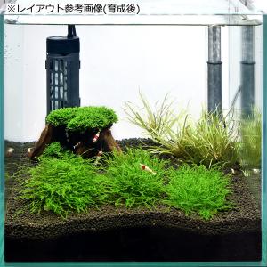 (水草)ビーシュリンプ はじめての飼育セット ...の詳細画像2