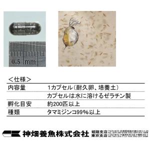 カミハタ みじんこの卵 1カプセル入り 約20...の詳細画像2