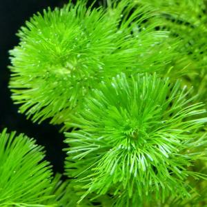 (水草)メダカ・金魚藻 カボンバ(バラ30本)の商品画像