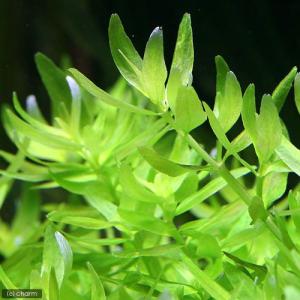 （水草）ミゾハコベｓｐ．ラトナギリ（水中葉）（無農薬）（６本）