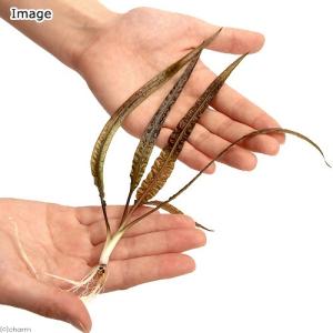 (水草)クリプトコリネ バランサエ(水中葉)(...の詳細画像1