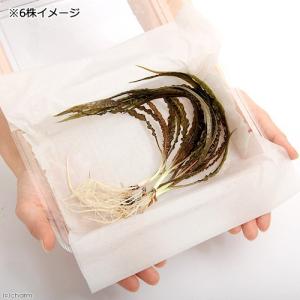 (水草)クリプトコリネ バランサエ(水中葉)(...の詳細画像2