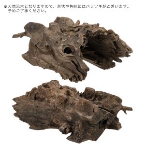 カミハタ タイ産天然流木 ハーフツリーボトムウ...の詳細画像3