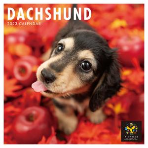 壁掛けカレンダー PICTWAN 2023年 ダックスフンド カレンダー 犬