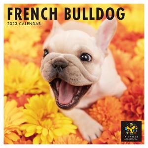 壁掛けカレンダー PICTWAN 2023年 フレンチ ブルドッグ カレンダー 犬