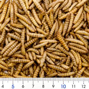 GEX エキゾテラ バグプレミアム 100g×3袋の詳細画像1
