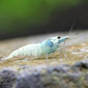 (エビ)ターコイズシャドーシュリンプ(5匹)+...の詳細画像1
