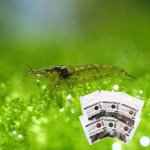 （エビ）ミナミヌマエビ（１０匹）エビのエサおまけつき　本州四国限定