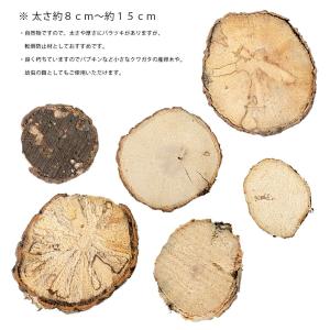 昆虫がしがみつける足場木 輪切り 3個入り カ...の詳細画像1