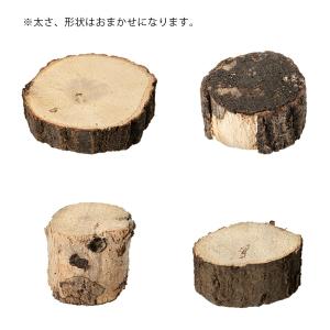 昆虫がしがみつける足場木 輪切り 3個入り カ...の詳細画像2