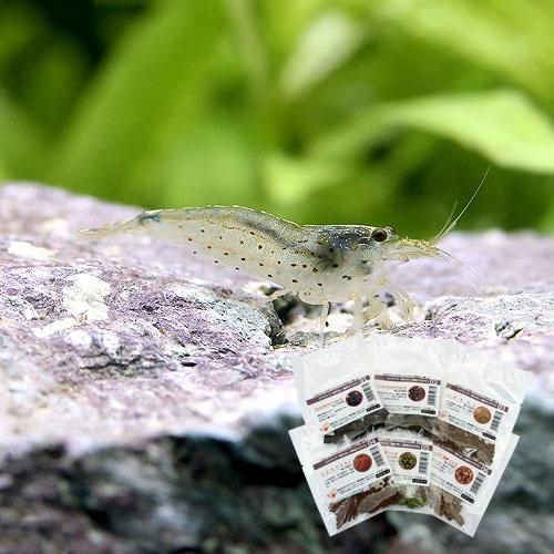 （エビ）台湾ヤマトヌマエビ（トロピカルシュリンプ）（２０匹）エビのエサおまけつき　本州四国限定