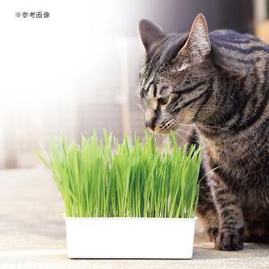 キャティーマン おうちで育てる 猫の生野菜 種...の詳細画像1