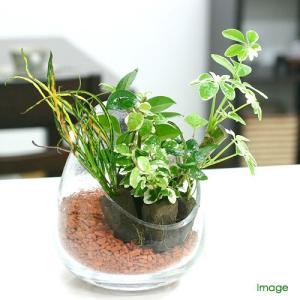 (観葉植物)ミニ観葉 おまかせオアシス苗(2苗)の商品画像