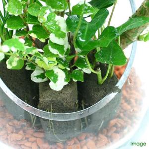 (観葉植物)ミニ観葉 おまかせオアシス苗(2苗)の詳細画像1