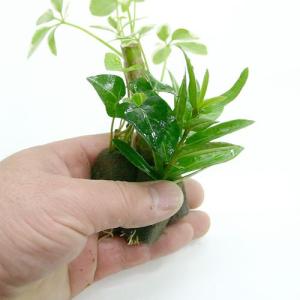 (観葉植物)ミニ観葉 おまかせオアシス苗(2苗)の詳細画像2