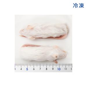 冷凍★富城 アダルトマウスM(10匹) 冷凍マ...の詳細画像2