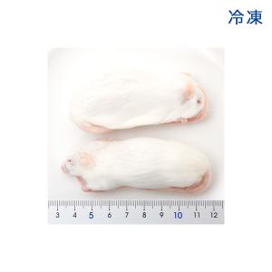 冷凍★富城 アダルトマウスL(10匹) 冷凍マ...の詳細画像2