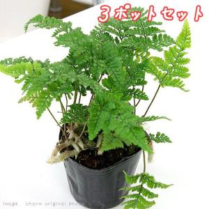 石化トキワシノブ 猫の手 9cmポット 綴化 子猫 古典植物 シダ植物 山