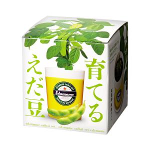 聖新陶芸　育てるえだ豆　栽培セット　家庭菜園　枝豆　栽培