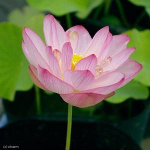 (ビオトープ)ハス(桃)と睡蓮鉢セット 招福蓮...の詳細画像2