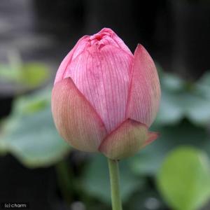 (ビオトープ)ハス(桃)と睡蓮鉢セット 招福蓮...の詳細画像3