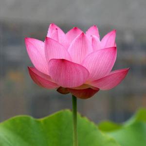 (ビオトープ)ハス(桃)と睡蓮鉢セット 大賀蓮...の詳細画像2