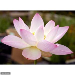 (ビオトープ)ハス(桃)と睡蓮鉢セット 桃一重...の詳細画像2